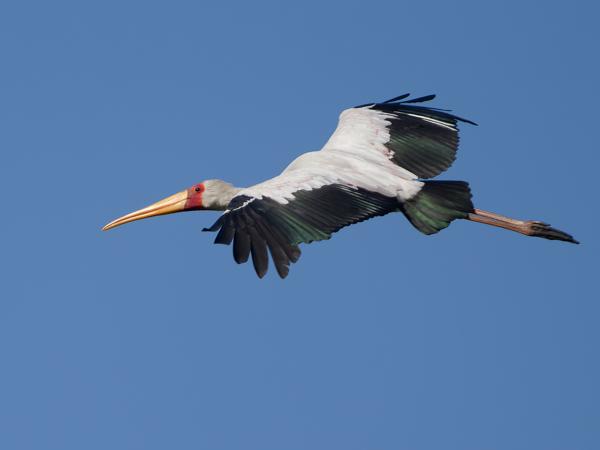 <h3><a href="/trips/safari/biota/animalia/chordata/aves/014 ciconiiformes/001 ciconiidae/mycteria ibis/mycteria ibis-en.html">Mycteria&nbsp;ibis</a> / Yellow‑billed&nbsp;stork / Afrikaanse&nbsp;nimmerzat</h3>OM-1 Mark II with OLYMPUS M.150-400mm F4.5 TC, 1/2000 sec at F5.6, ISO 320, distance 62.7&nbsp;m